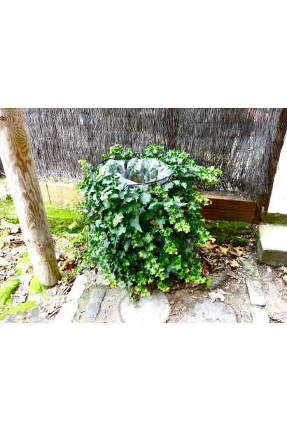 Вічнозелений плющ Парслей Крестед